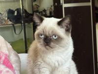 Dişi british shorthair