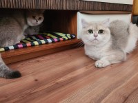 Ay12 Blue Golden British Shorthair Full Anne-Baba Şecere