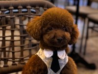 Sevimli poodle yavrularım