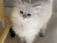 3 Aylık British Longhair