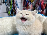 Krem Renkli Minik Scottish Straight