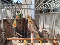 1 Erkek Yavru Sultan Papağanı