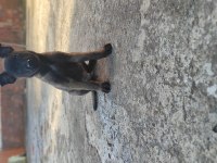 Koyu Renk Malinois Köpekler