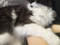 Maine Coon Kedimizi Sahiplendiriyoruz