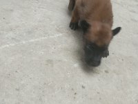 Belçika Kurdu Orjinal