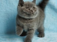 British Shorthair Sevimli Yavrular