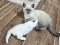 Teslime Hazır British Shorthair Bebeklerim