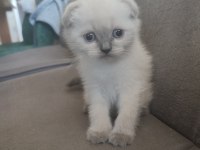 Yeni yuvalarına hazır kediler