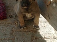 Orjinal Kangal Yavruları Sivas