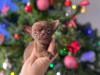 Mini xs elma kafa dişi erkek chihuahua bebeklerimiz