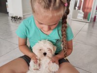 Maltese Terrier Yavrular Gelip Görerek Alabilirsiniz Adrese Teslimat Var