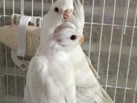 2025 A Kalite Erkek 40 Günlük Albino Saf Kan Sultan Papağanı