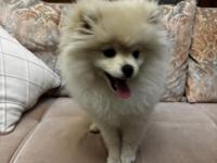 Pomeranian Boo 3 Aylık
