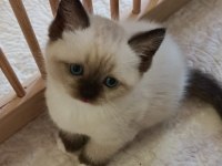 Minik Ragdoll Patilerimiz Sevgi Dolu Ailelerini Bekliyor