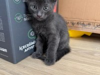 Güzel Kızımın Biricik Scottish Fold Yavruları