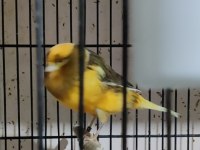 Vasıflı yorkshire kanaryalar