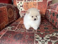Pomeranian Boo Erkek