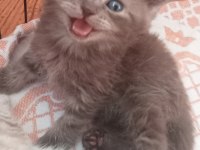 British ile scottish minnoş kediler