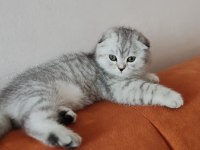 Scottish Fold Dişi