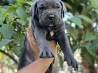 Sağlık Ve Irk Garantili Cane Corso Yavrularımız