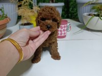 Tea cup boyutlarda poodle bebeklerimiz