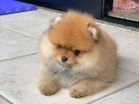 Pomeranian Boo Yavru Köpekler