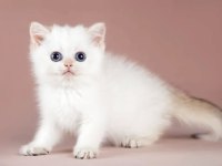 Plus Kalite Silver British Shorthair