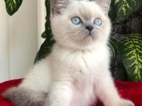 British Shorthair Kedisi