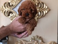 Sevimli ırk toy poodle