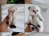Scottish fold ve scottish straight