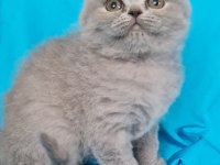 Scottish Yavrular Sahibinden