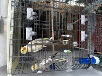 Takım Sultan Papağanı