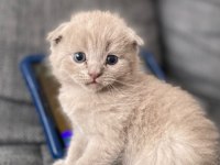 1 aylık scottish straight ve scottish fold lilac