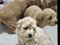 Rezerveye Açık Maltipoo Yavrularımız