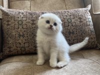 Irk garantili scottish fold shorthair silver bebeğimiz