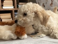 Anne Altından Poodle Yavrular