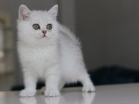 Full Şecereli Babadan Teslime Hazır Erkek Kedimiz