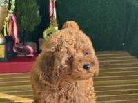 Toy Poodle Cinsi Bebekler