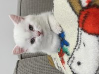 Dünya Tatlısı Beyaz British Shorthair (Teslime Hazır)