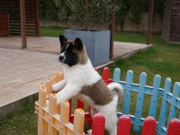 Ruhsatlı Köpek Çiftliğinden Amerikan Akita Yavruları