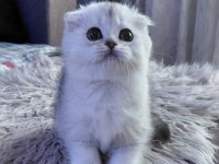 Şampiyon Atalardan Yavru Kediler