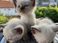 Uygun Fiyatlı Sevimli British Shorthair Yavrularım