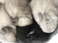 Safkan Cüce Tavşan Karşıyaka