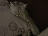 6 Aylık Dişi Kedimiz