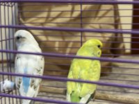 Çift Dişi Ve Erkek Muhabbet Kuşumuz