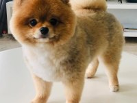 Ayı surat pomeranian boo yavruları