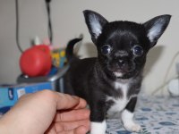 Kısa Tüylü Erkek Chihuahua