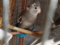 Yavru sultan papağanı