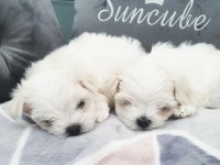 Vecihiden safkan bembeyaz mini maltese bebekler
