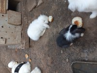 Hollanda Lop Tavşanlar